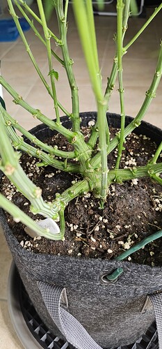 Growreport Bild 49