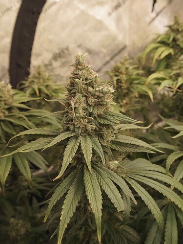 Growreport Bild 12