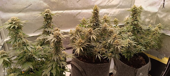 Growreport Bild 4