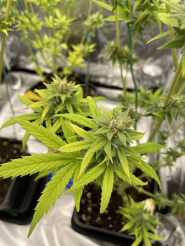 Growreport Bild 10