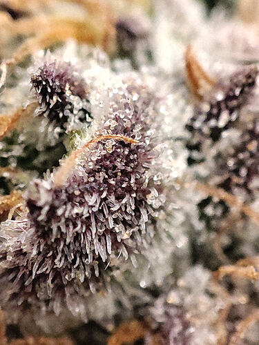 Growreport Bild 9