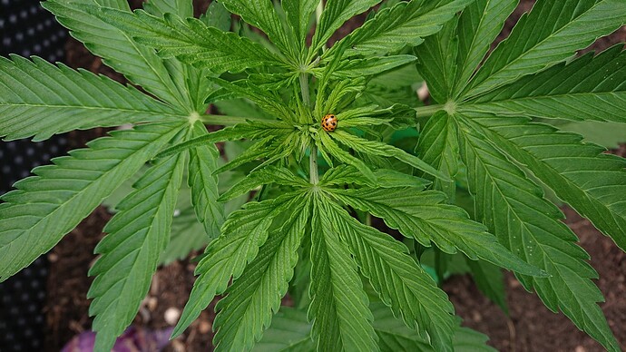 Growreport Bild 17