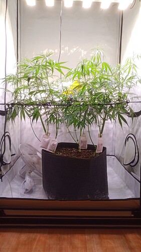 Growreport Bild 4