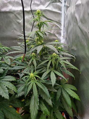 IMG_20240515_120217751_HDR