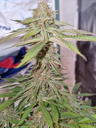 Growreport Bild 4