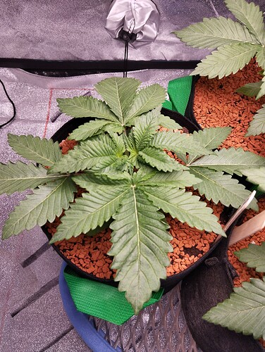 IMG_20241209_124922 - Kopie