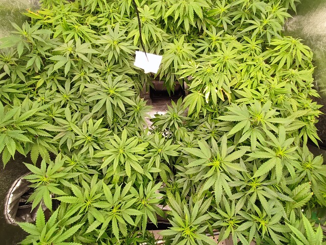 Growreport Bild 6