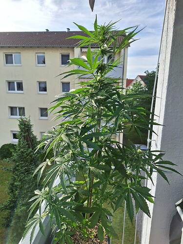 Growreport Bild 9