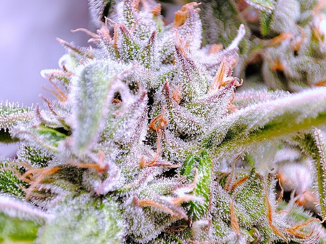 Growreport Bild 33
