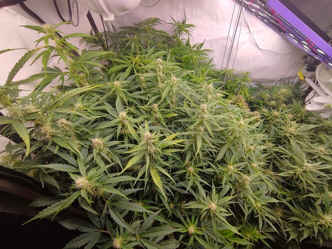 Growreport Bild 75