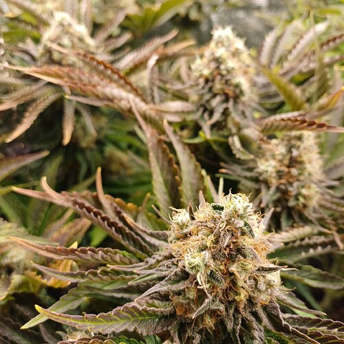 Growreport Bild 5