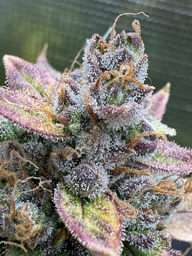 Growreport Bild 11