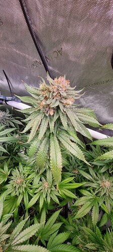 Growreport Bild 33