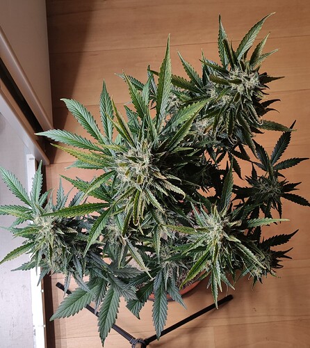 Growreport Bild 13