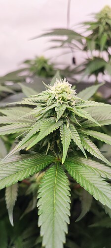 Growreport Bild 3
