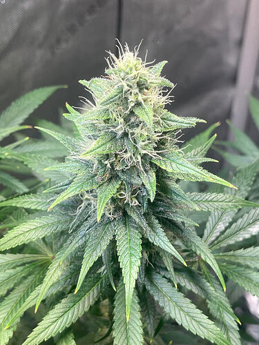 Growreport Bild 19