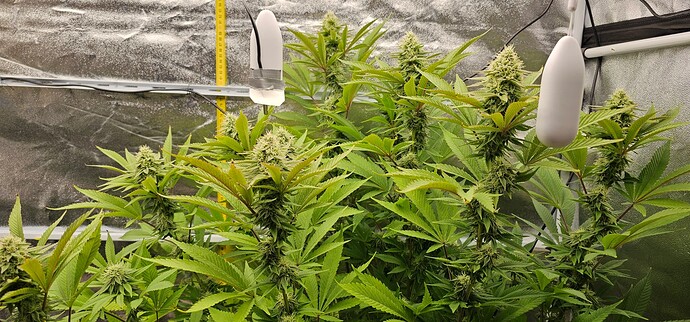 Growreport Bild 2