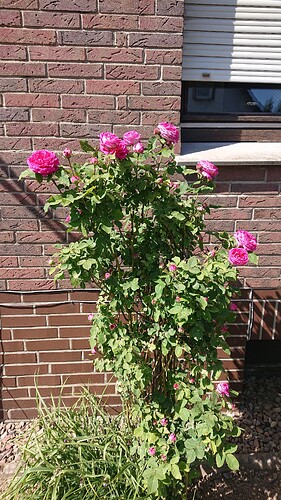 Growreport Bild 36