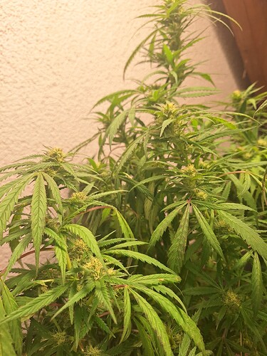 Growreport Bild 7