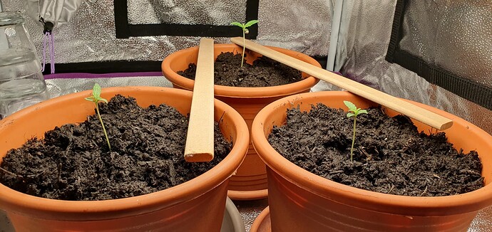 Growreport Bild 2