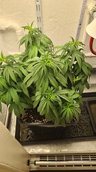 Growreport Bild 29