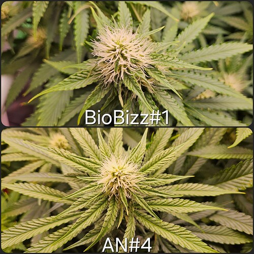 Growreport Bild 6