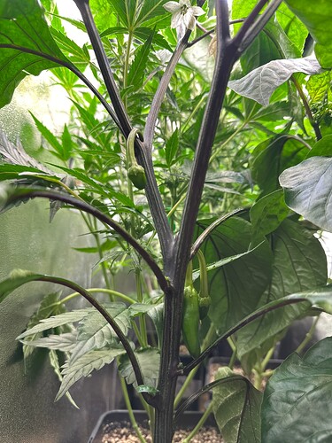 Growreport Bild 9