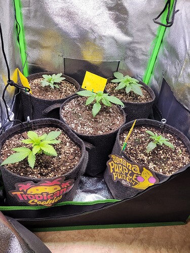 Growreport Bild 19