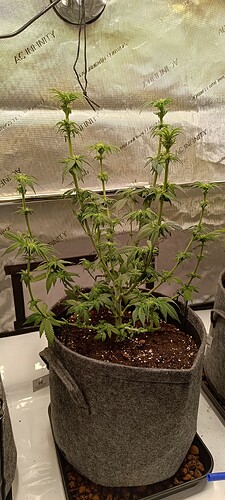 Growreport Bild 6