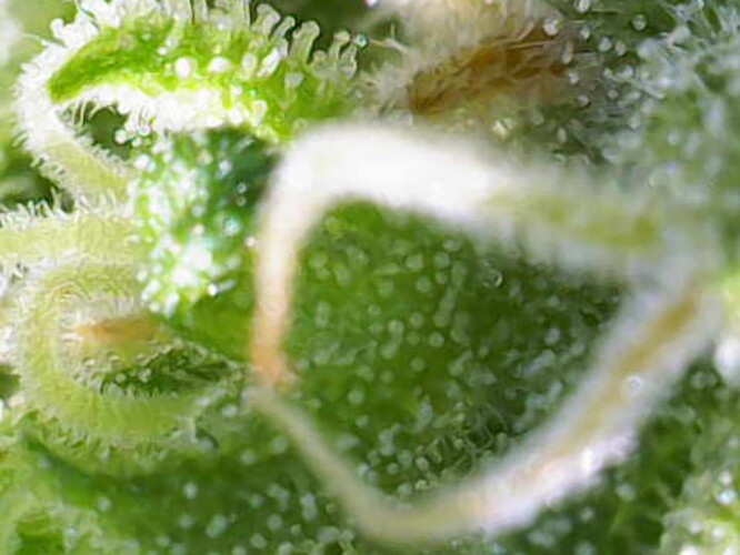 Growreport Bild 7