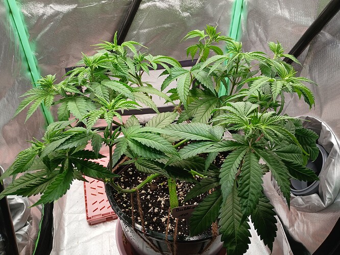 Growreport Bild 13