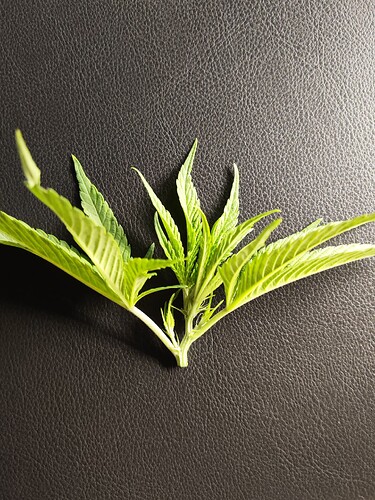 Growreport Bild 5