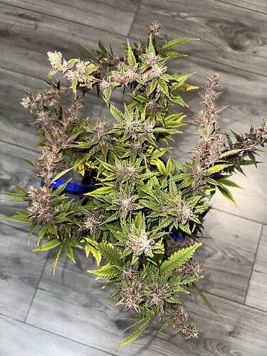 Growreport Bild 7