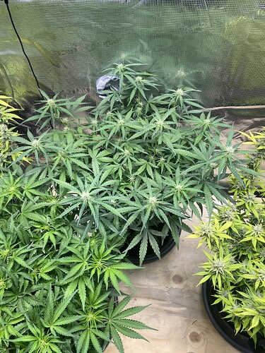 Growreport Bild 73