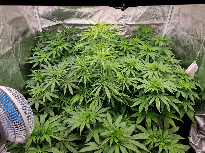 Mehrere junge Cannabispflanzen in einem Zelt, eine Ventilator ist links im Bild zu sehen.