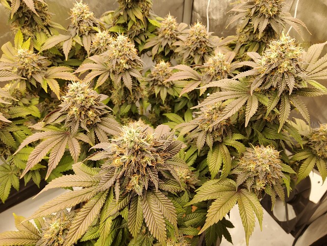 Growreport Bild 8