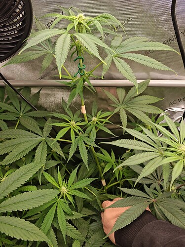 Growreport Bild 6