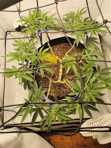 Growreport Bild 17