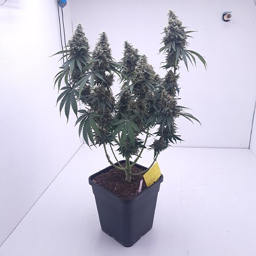 Growreport Bild 7