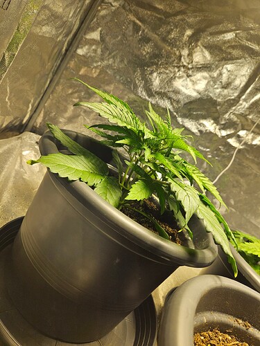 Growreport Bild 27