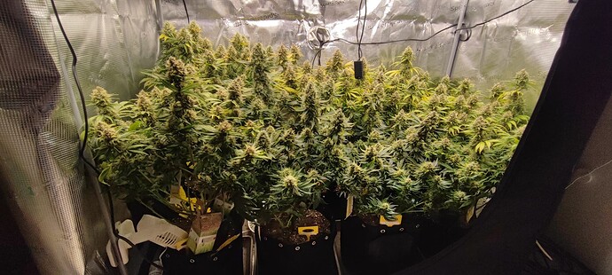 Growreport Bild 1