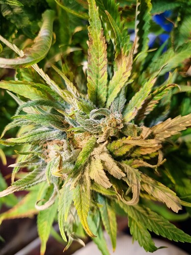 Nahaufnahme einer Cannabisblüte mit gelblich-braunen Blättern, die auf Nährstoffmangel oder Verbrennung hindeuten.