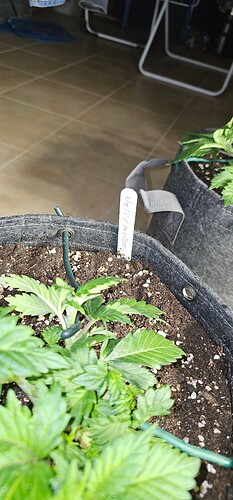 Growreport Bild 6