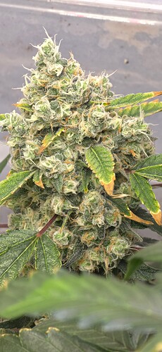 Growreport Bild 4