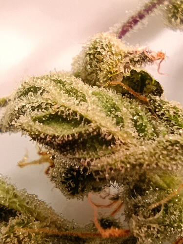 Growreport Bild 17