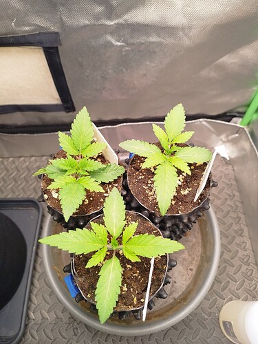 Growreport Bild 3
