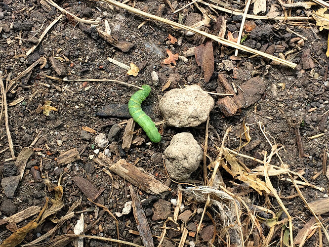 Grow26090610