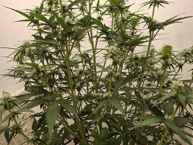 Growreport Bild 115