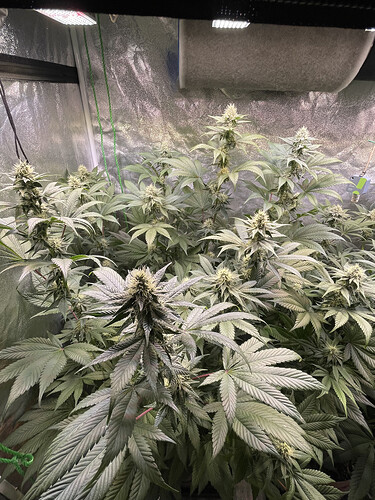 Growreport Bild 4
