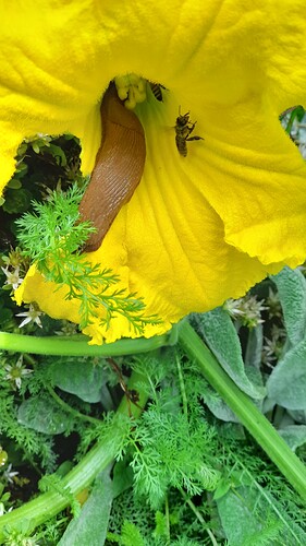 Growreport Bild 41